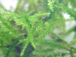 Attēlu rezultāti vaicājumam “Eurhynchium striatum”