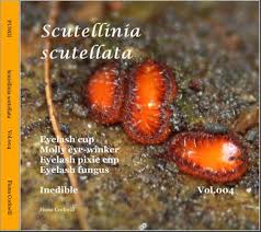 Attēlu rezultāti vaicājumam “Scutellinia scutellata”