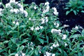 Attēlu rezultāti vaicājumam “Pulmonaria saccharata leaf”