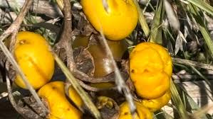 Attēlu rezultāti vaicājumam “Carex ornithopoda fruit”