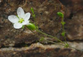 Attēlu rezultāti vaicājumam “Sagina nodosa leaf”