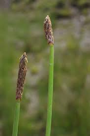 Attēlu rezultāti vaicājumam “Eleocharis uniglumis”