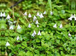 Attēlu rezultāti vaicājumam “Linnaea borealis leaf”