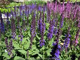 Attēlu rezultāti vaicājumam “Salvia nemorosa fruit”