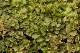 Attēlu rezultāti vaicājumam “Jungermannia sphaerocarpa”