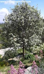 Attēlu rezultāti vaicājumam “Sorbus aria”