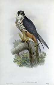 Attēlu rezultāti vaicājumam “Falco subbuteo”