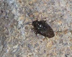 Attēlu rezultāti vaicājumam “Saldula saltatoria”