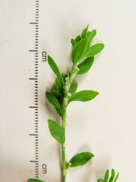 Attēlu rezultāti vaicājumam “Polygonum aviculare”