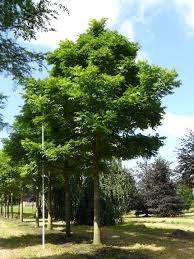 Attēlu rezultāti vaicājumam “Phellodendron amurense”