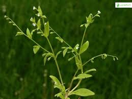 Attēlu rezultāti vaicājumam “Myosotis sparsiflora flower”