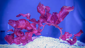 Attēlu rezultāti vaicājumam “Arcyria helvetica macro”