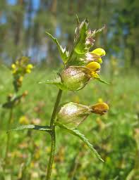 Attēlu rezultāti vaicājumam “Oenothera rubricauli”