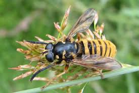 Attēlu rezultāti vaicājumam “Temnostoma vespiforme”