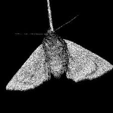 Attēlu rezultāti vaicājumam “Amphipyra perflua”