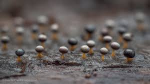 Attēlu rezultāti vaicājumam “Enerthenema papillatum”