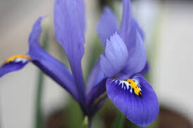 Attēlu rezultāti vaicājumam “Iris reticulata”