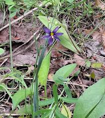 Attēlu rezultāti vaicājumam “Sisyrinchium montanum fruit”