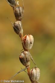 Attēlu rezultāti vaicājumam “Gladiolus imbricatus leaf”