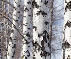 Attēlu rezultāti vaicājumam “Betula”