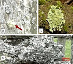 Attēlu rezultāti vaicājumam “Parmeliopsis ambigua”
