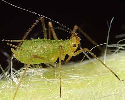 Attēlu rezultāti vaicājumam “Macrosiphoniella absinthii”