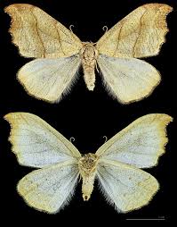 Attēlu rezultāti vaicājumam “Falcaria lacertinaria”