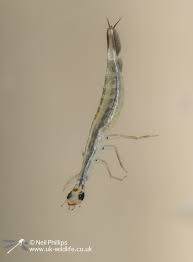 Attēlu rezultāti vaicājumam “Acilius sulcatus male”