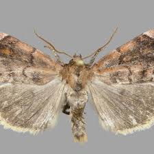 Attēlu rezultāti vaicājumam “Cosmia pyralina”