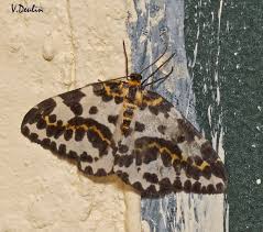 Attēlu rezultāti vaicājumam “Abraxas grossulariata imago”