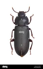 Attēlu rezultāti vaicājumam “Tenebrionidae”