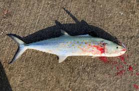 Image result for Scomberomorus maculatus