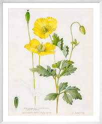 Image result for Meconopsis cambrica