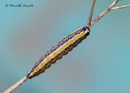 Attēlu rezultāti vaicājumam “Evergestis extimalis”