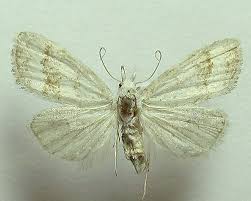 Attēlu rezultāti vaicājumam “Nola aerugula”