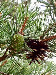 Attēlu rezultāti vaicājumam “Pinus sylvestris fruit”