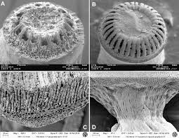 Attēlu rezultāti vaicājumam “Polytrichum commune var. perigoniale”