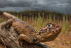 Attēlu rezultāti vaicājumam “Sauria”