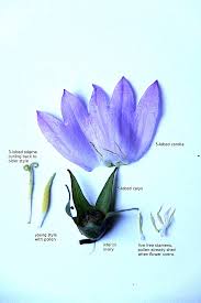Image result for Campanula spicata