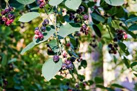 Attēlu rezultāti vaicājumam “Amelanchier spicata fruit”