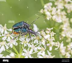 Attēlu rezultāti vaicājumam “Gaurotes virginea”
