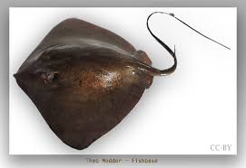 Image result for Bathytoshia centroura