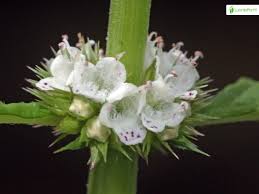 Attēlu rezultāti vaicājumam “Lycopus europaeus flower”