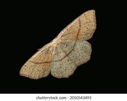 Attēlu rezultāti vaicājumam “Cyclophora punctaria”
