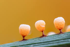 Attēlu rezultāti vaicājumam “Craterium leucocephalum”