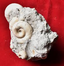 Attēlu rezultāti vaicājumam “Planorbis planorbis”