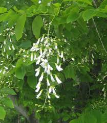 Attēlu rezultāti vaicājumam “Cladrastis kentukea”