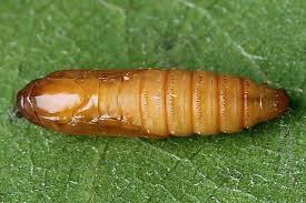 Attēlu rezultāti vaicājumam “Grapholita funebrana larva”