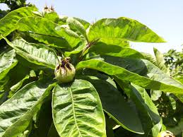 Attēlu rezultāti vaicājumam “Mespilus germanica fruit”