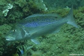 Image result for Dentex dentex